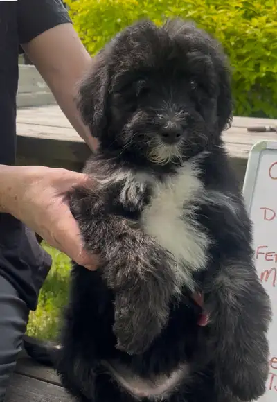 We have 3 beautiful sheepadoodles for sale. All first generation with dad a purebred sheepdog and mo...