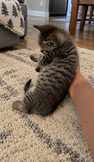 British Shorthair Kitten, View more