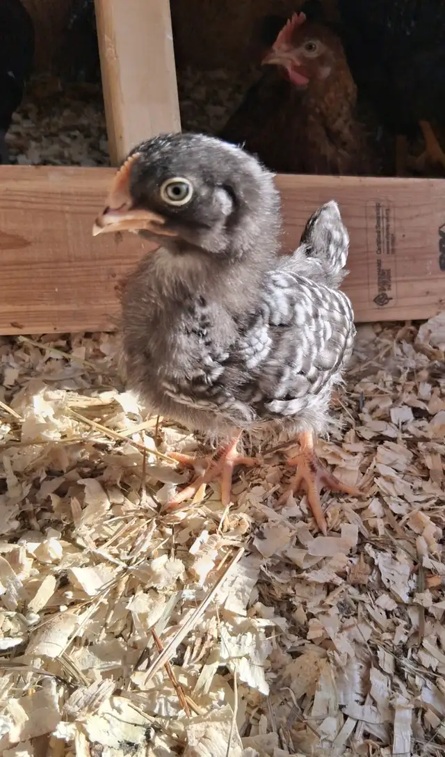 Layer Chicks & Chickens489072028088412165