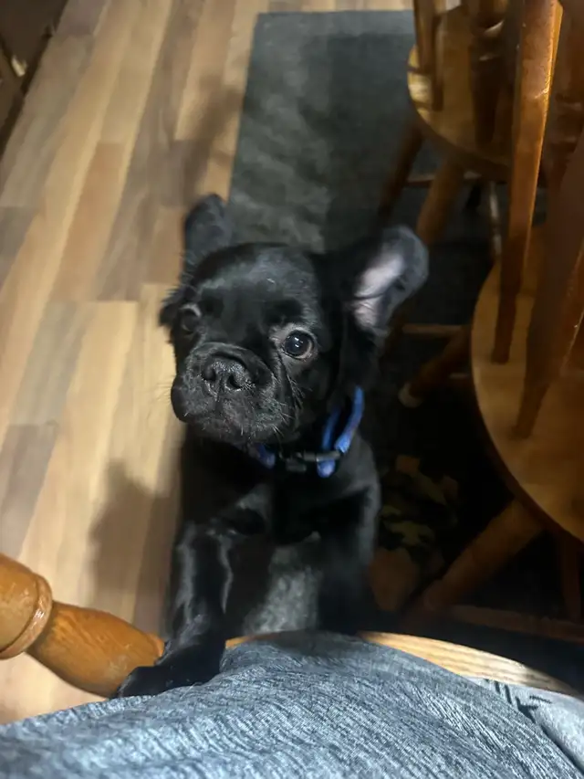 French Bulldog female puppy 2 year Health Guarantee in Dogs & Puppies for Rehoming in City of Toronto - Image 4