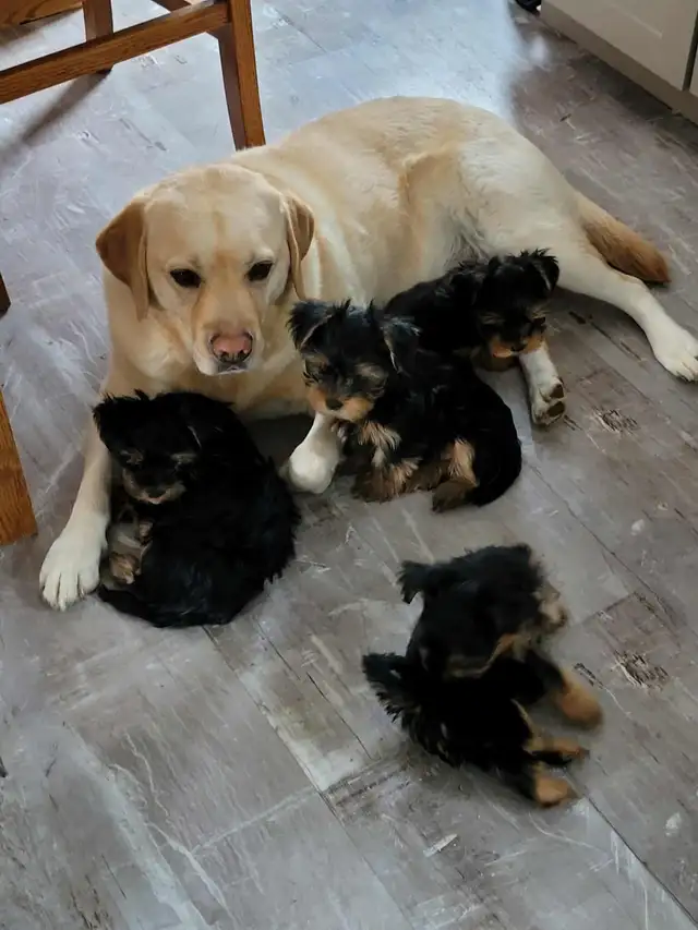 Yorkie puppies in Dogs & Puppies for Rehoming in Fredericton - Image 10