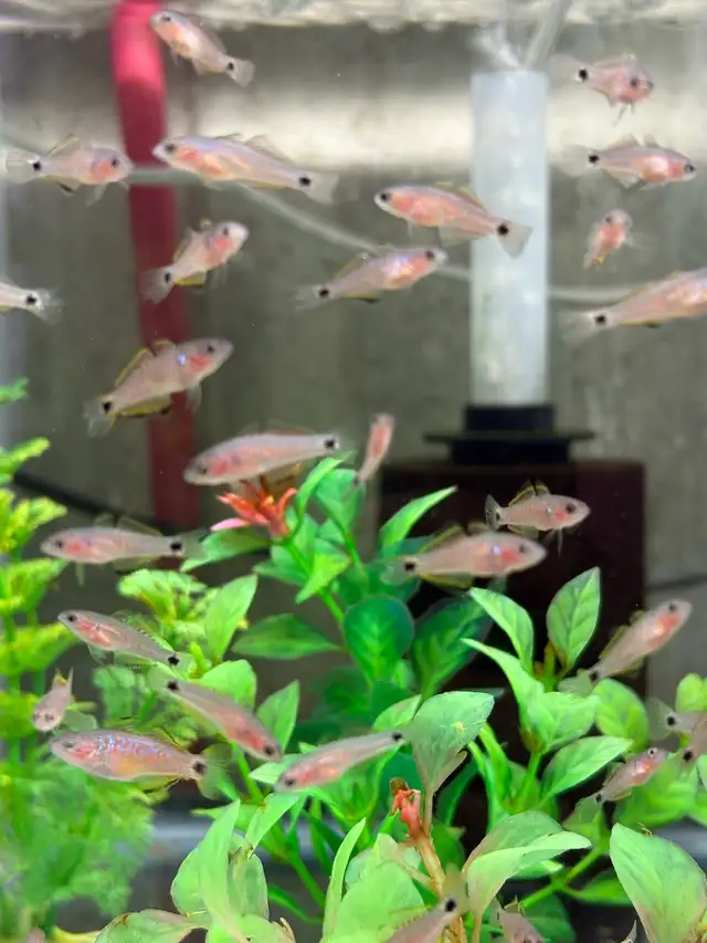 Peacock Goby - Gudreon in Fish for Rehoming in Markham / York Region - Image 5