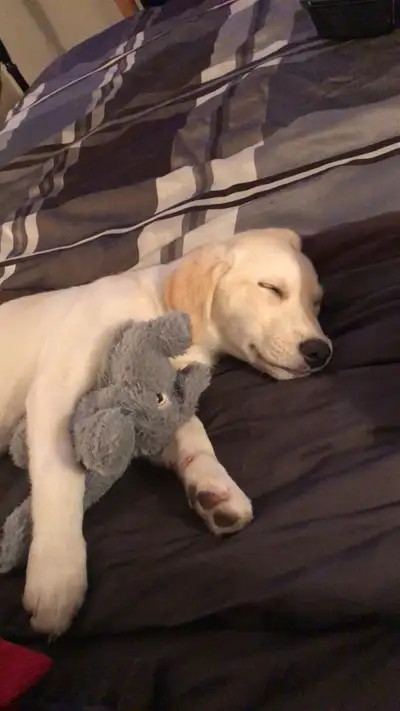 Golden retriever X Husky mix puppy, View more