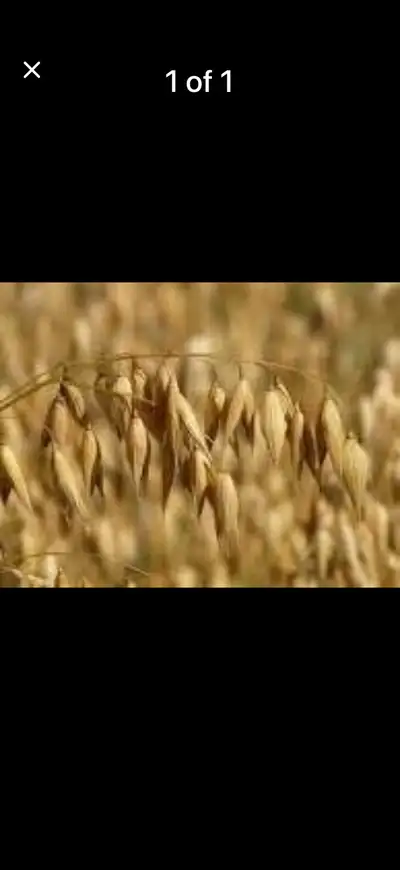 SO1 brown feed oats for sale , View more