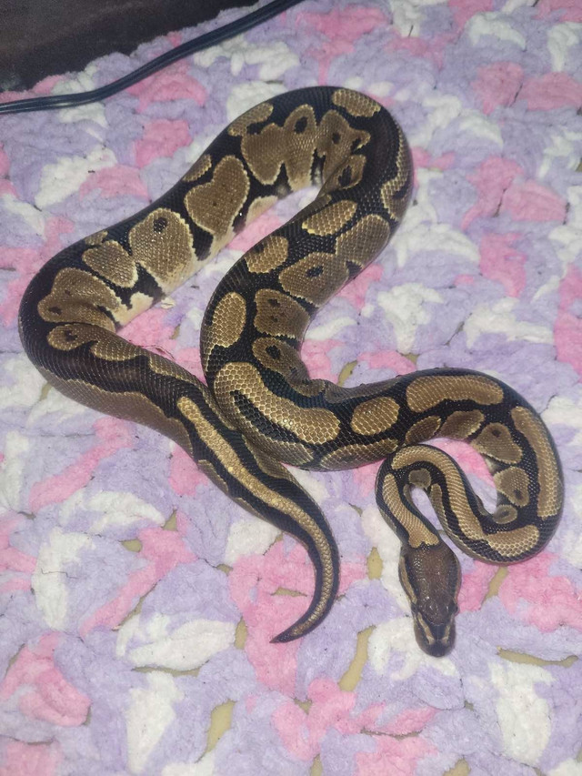 Ball python for sale  in Reptiles & Amphibians for Rehoming in Regina