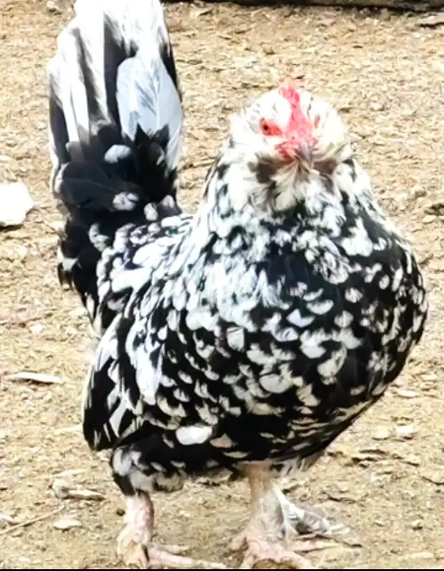 Bantam d”Uccle Hatching Eggs in Livestock in Yarmouth - Image 6