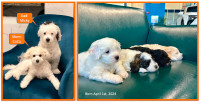 Super cute Bichonpoo puppies ready to go to their forever homes.