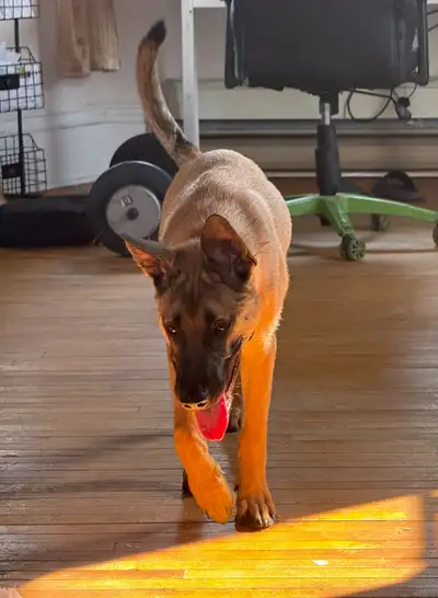 Male Belgian Malinois Puppy – 5 Months Old – Calm & Well-Behaved, View more