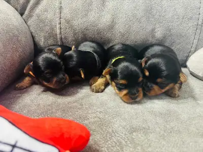 Yorkie puppies, View more