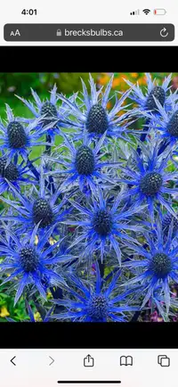 blue sea holly perennial flower plant
