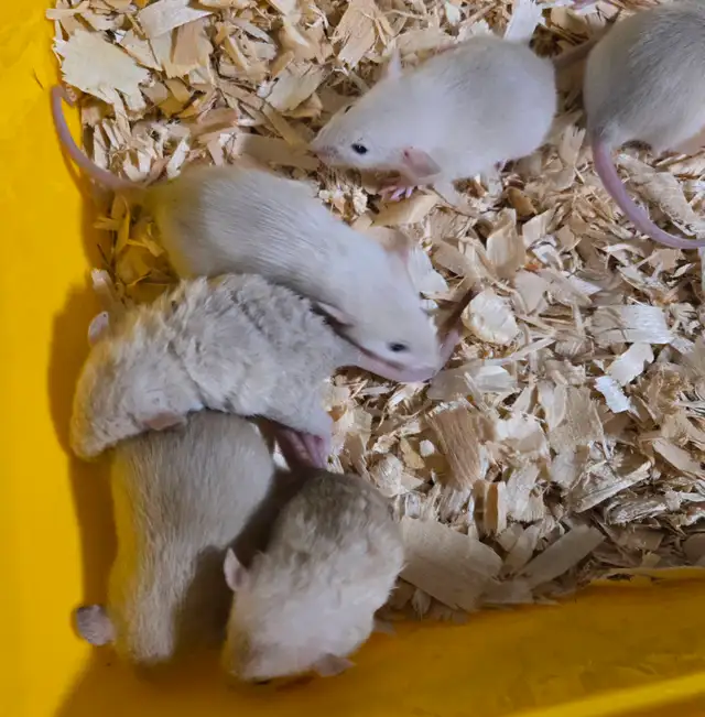 Black eyed siamese baby rats in Small Animals for Rehoming in Windsor Region - Image 3