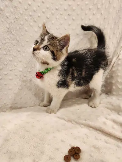 Adorable kittens for Sale! , View more