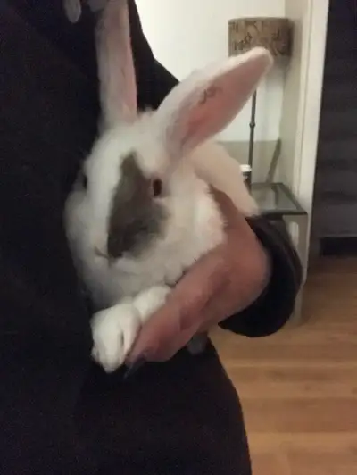 Pedigreed & Ready to Hop , View more