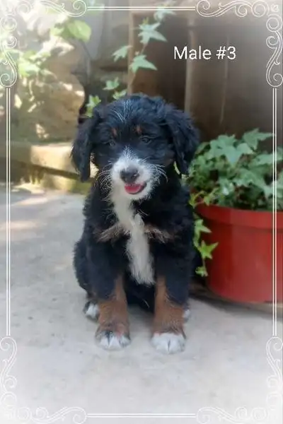 Bernedoodle F1b mini Tri coloured , View more