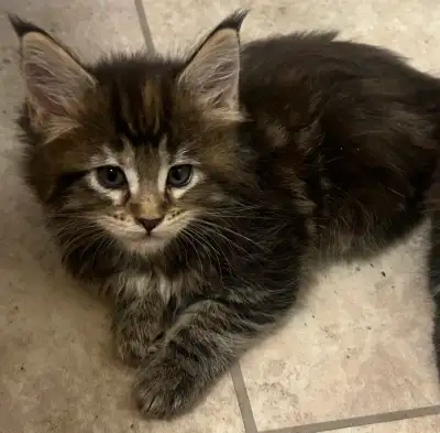 Mother’s Day Special! Maine Coon Kittens, View more