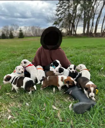 LOOKING FOR SOME EXTRA LOVE AND FUN THIS SUMMER ? Come on down and pick out your puppy! We’ve got 10...