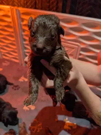 Victra and Kai have welcomed puppies March 17th Victra DM carrier OFA elbow normal OFA hips good Ins...