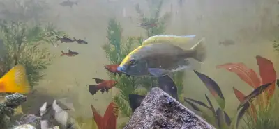 I have 3 large and 4 small African chiclids for sale asking 30 dollars large ones 15 for the smaller...