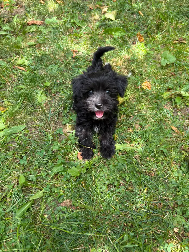 Morkie Puppies in Dogs & Puppies for Rehoming in Markham / York Region - Image 3