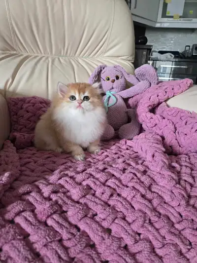 Friendly and healthy kittens looking for the house