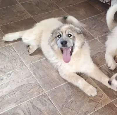LGD these little spit fires are looking for their forever homes. Mom is kangal/Pyrenees Dad is Berne...