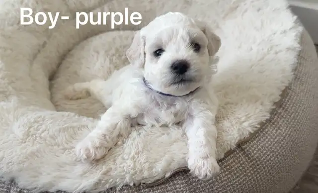 Adorable pur bichon frise puppies look for new home in Dogs & Puppies for Rehoming in Winnipeg - Image 4