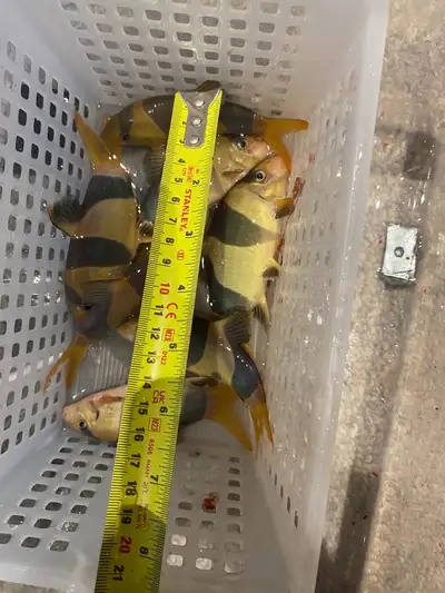 large clown loaches, View more