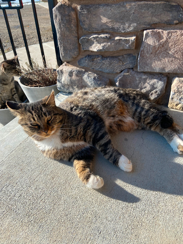 Adult female cat. Fixed and littler box trained. Cats & Kittens for