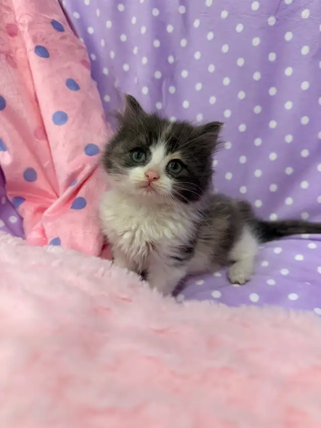 ⭐️⭐️ Siberian Kittens ⭐️⭐️ (647)499-6077