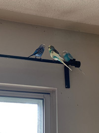Budgies for a Loving home