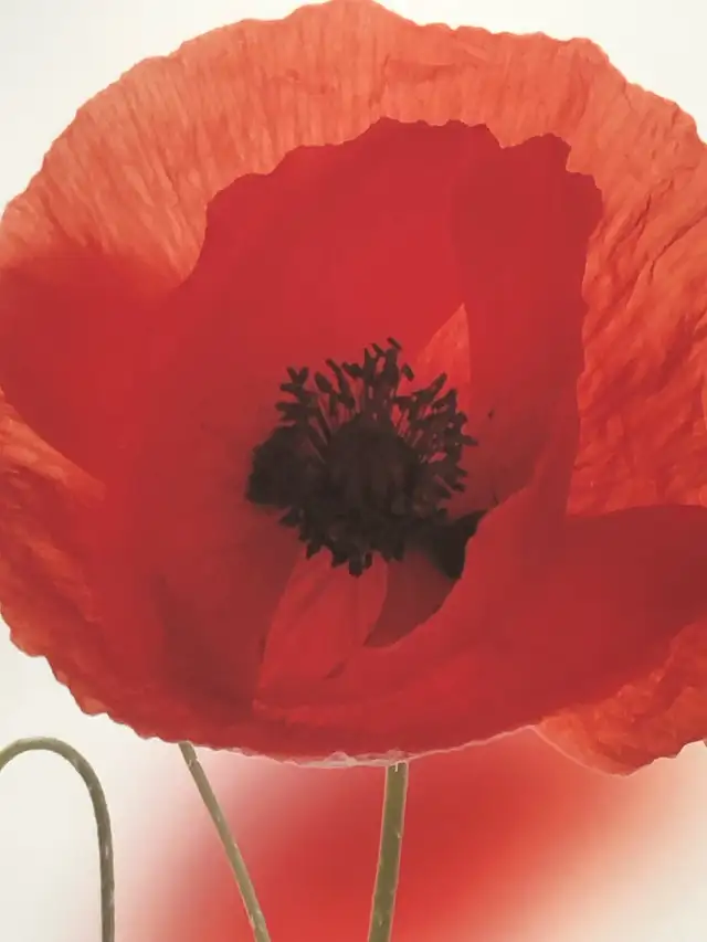 conversation 64645243845634120