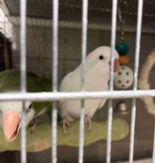 3 couples Conure et Quaker in Birds for Rehoming in Lévis