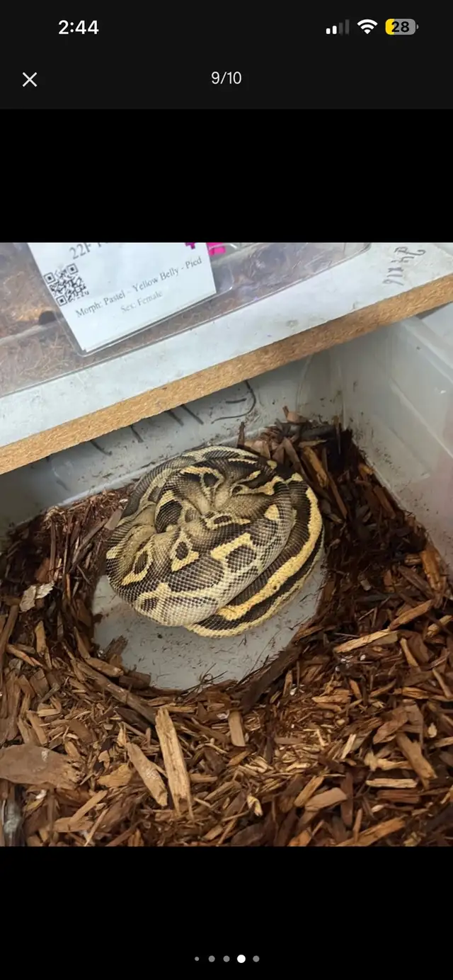 Ball Python Liquidation | Reptiles & Amphibians for Rehoming | Hamilton ...