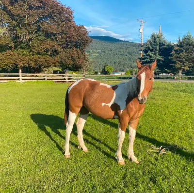 Draft Cross Yearling Filly, View more