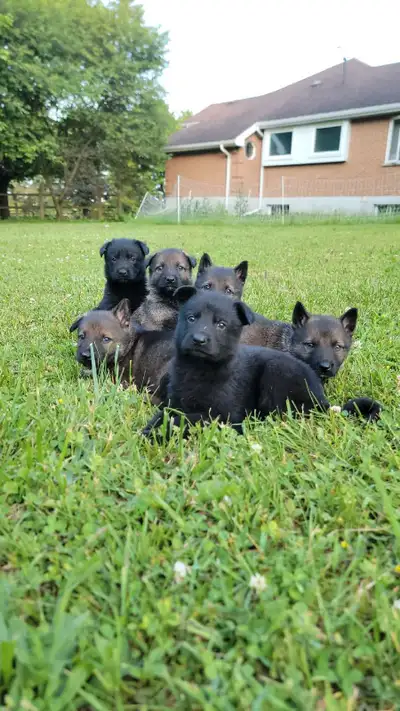 German Shepherd Puppies, View more