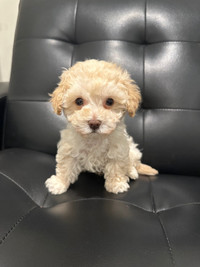 tiny Toy Poodle Puppies