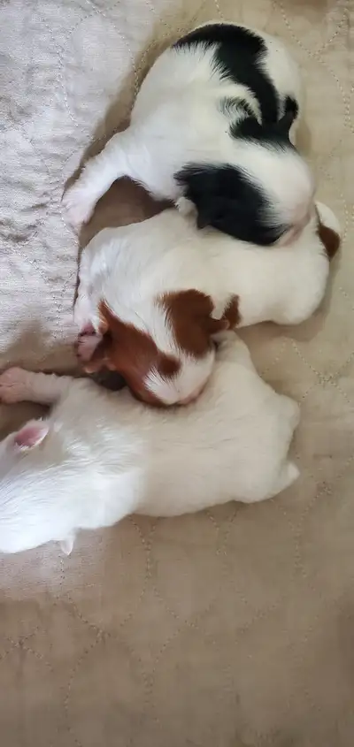 Ckc registered shih tzu puppies, View more