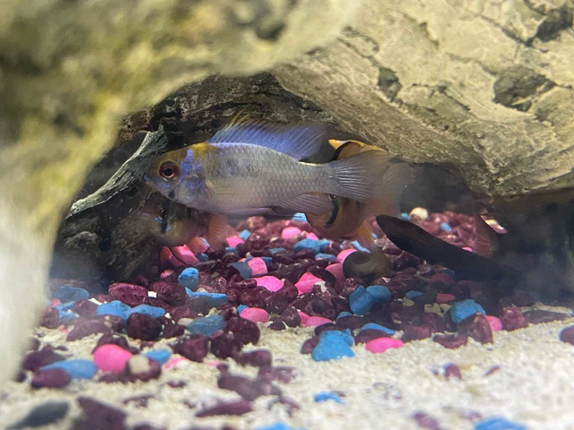 different types on rams  in Fish for Rehoming in Windsor Region - Image 4