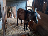 Goats to trade for Piglets, Sheep, Rototiller