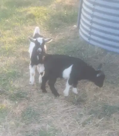 Hi I have some pygmy baby goats for sale one month old best pets ever really tame 150$ each text me...