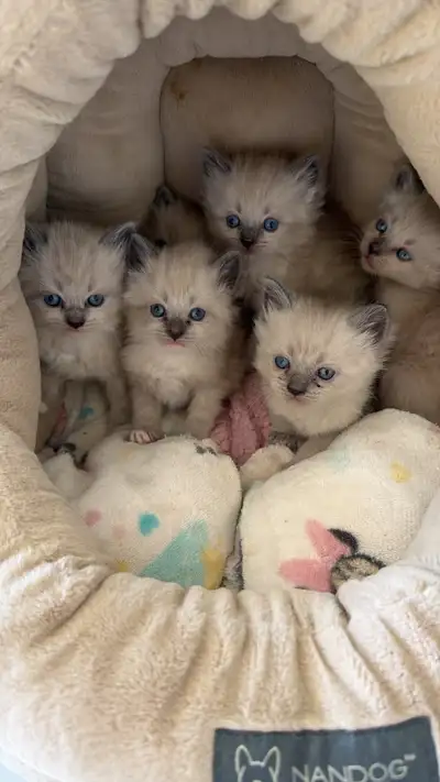 ragdoll kittens, View more