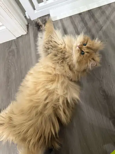 British longhair cat, View more