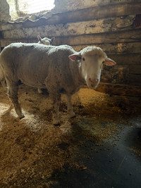 2 rams $500 each