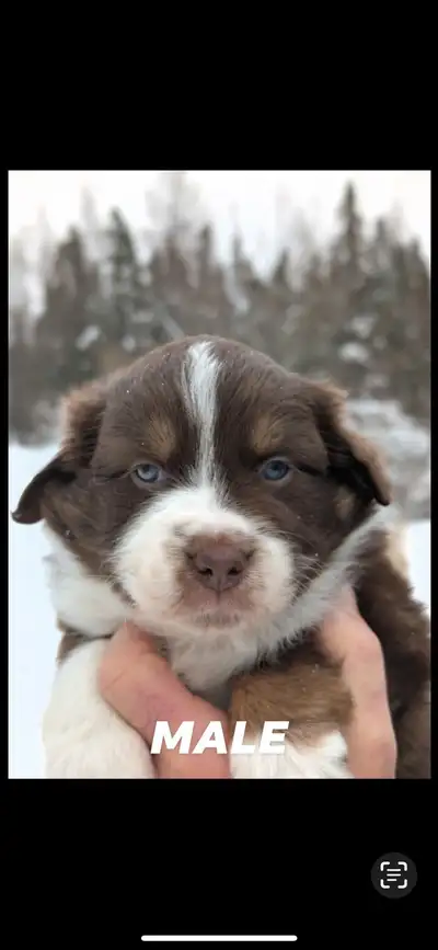 bergers australiens, View more