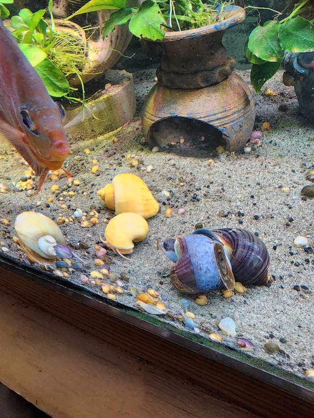 * 20pcs mystery Snail* in Fish for Rehoming in Calgary - Image 3