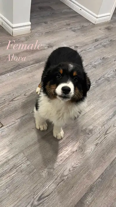 aussie puppies, View more
