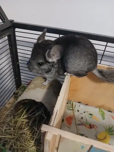 Petit chinchilla couleur standard, View more