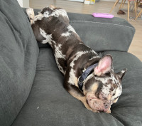 Male French bulldog (looking for friends)