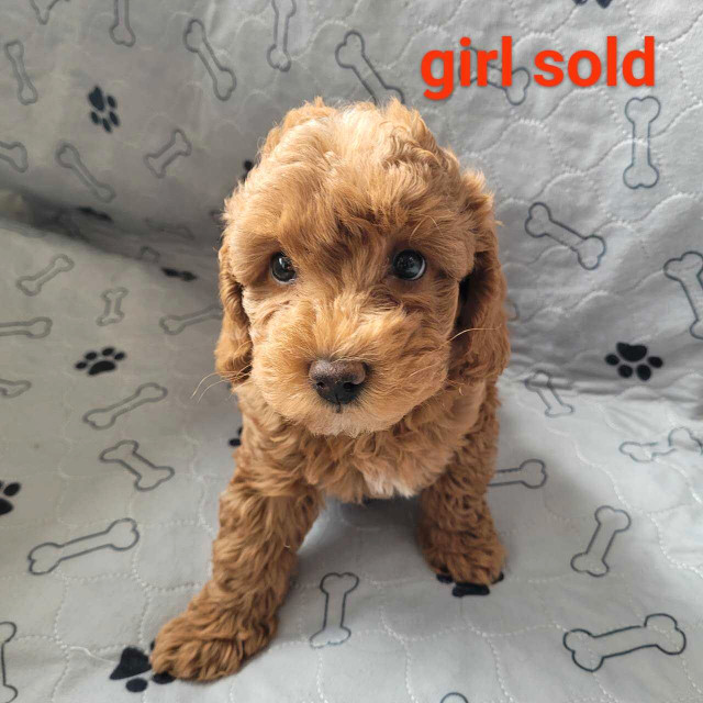 Miniature poodle puppies ready for rehome  in Dogs & Puppies for Rehoming in City of Toronto - Image 4