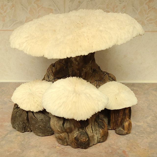 Vintage 1960's coral and burl wood mushroom sculpture. in Arts & Collectibles in Strathcona County - Image 3